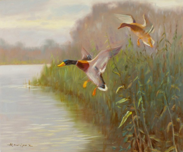 Mallard Ducks