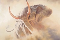 Elefantenbulle Elefantenbulle