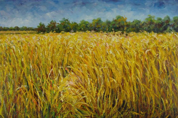 Cornfield